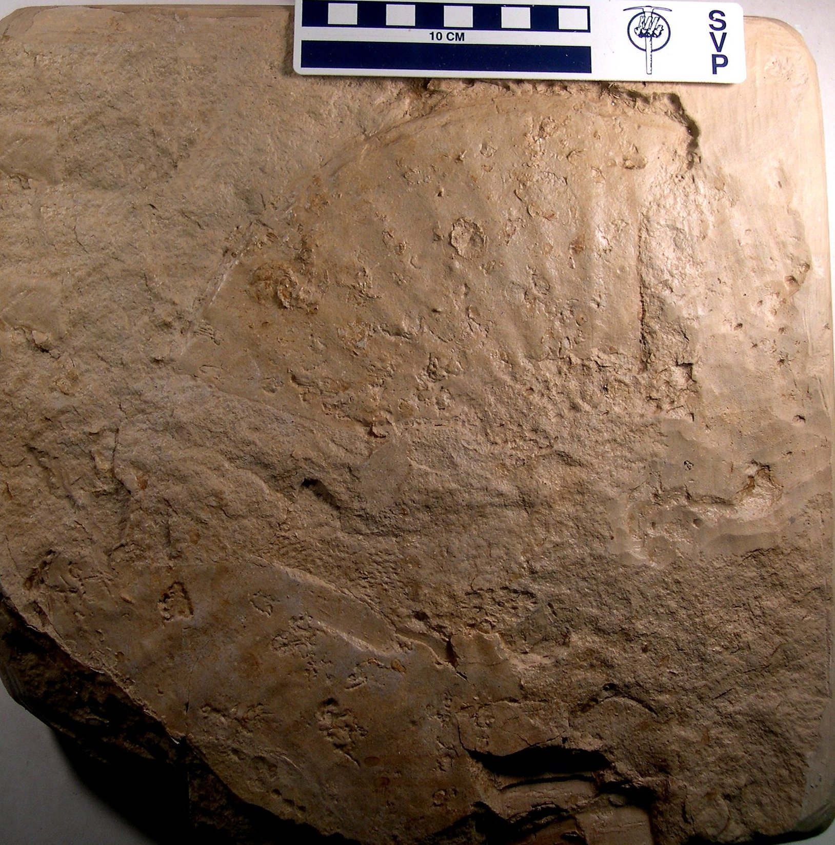 A Field Guide to Fossils of the Smoky Hill Chalk Part 1a